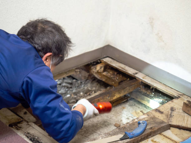 Best Crawl Space Mold Removal  in King Cove, AK