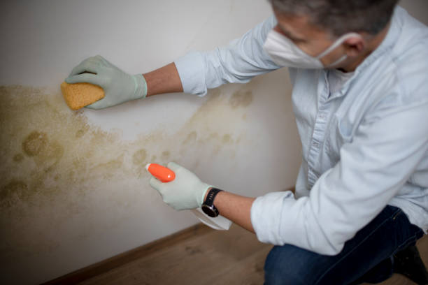 Best Emergency Mold Removal  in King Cove, AK