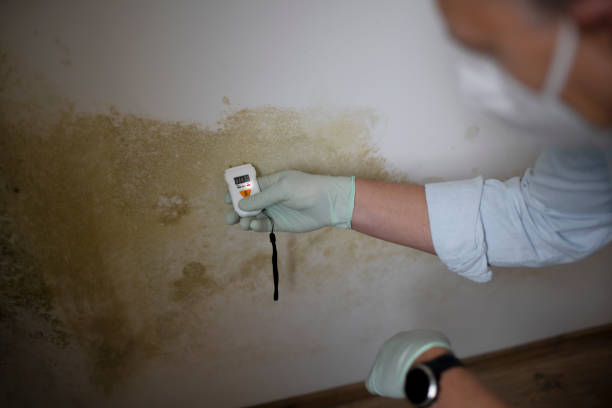 Best Black Mold Removal  in King Cove, AK